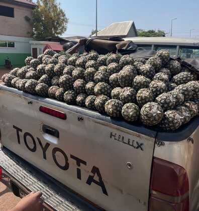 pineapples bought by Give Basic Needs for distribution